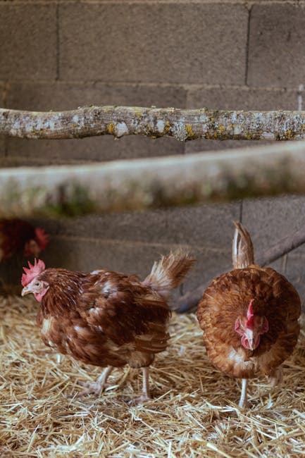 Free-range hens walking on hay bedding inside a barn