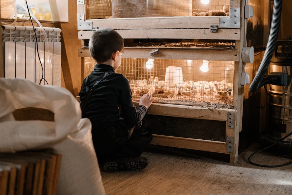 Young boy watching chicks in a heated brooder with warm light