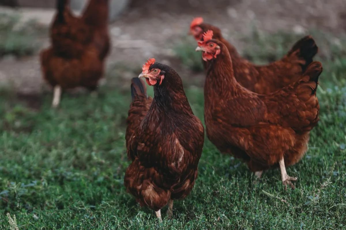 Flock of red-brown hens foraging in grass, similar to Cinnamon Queens