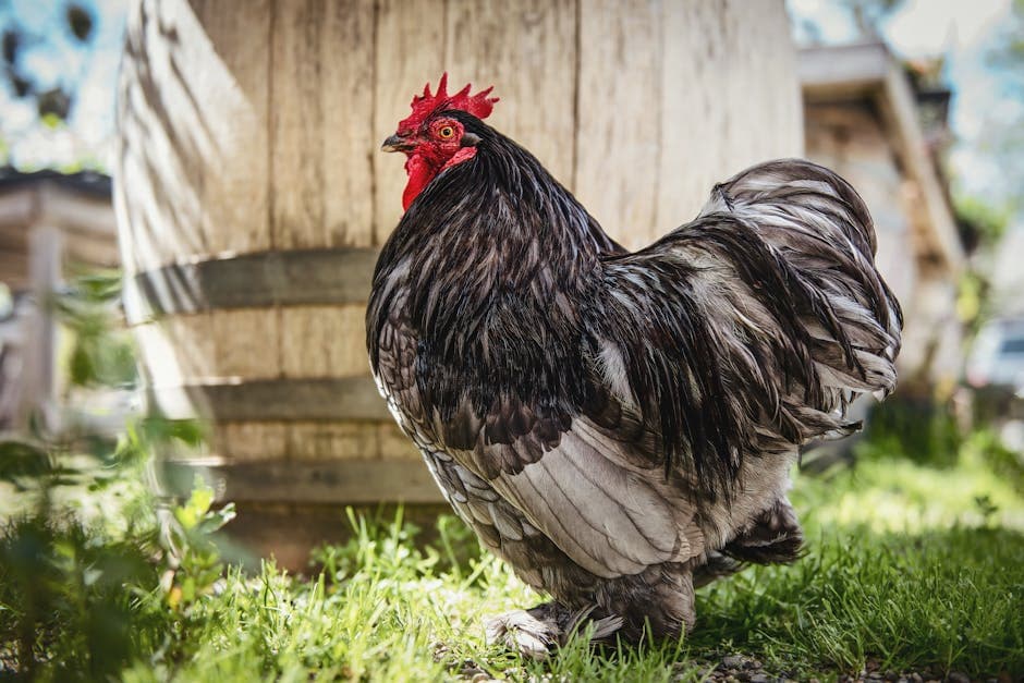 Cochin chicken with striking black plumage and red comb in a sunny backyard