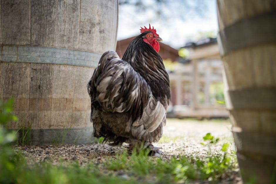 Close-up portrait of a Cochin hen showing her detailed feather pattern and red comb