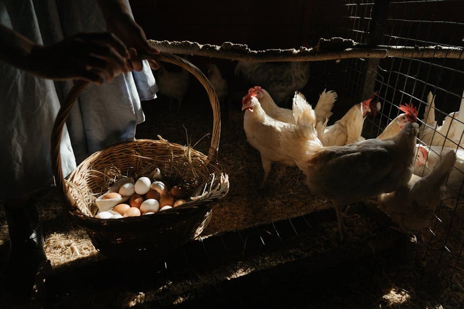Collecting fresh brown eggs in a wicker basket inside a sunny chicken coop