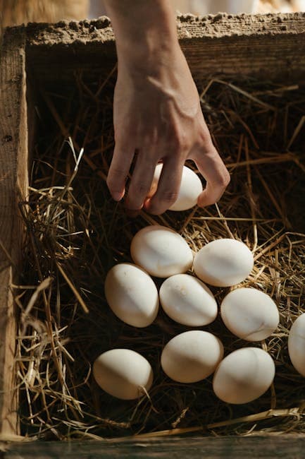 Collecting fresh eggs from a nest box lined with hay