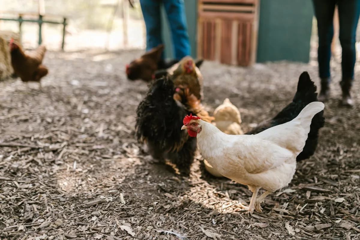 Raising Chickens in Colorado: Laws, Breeds, Climate