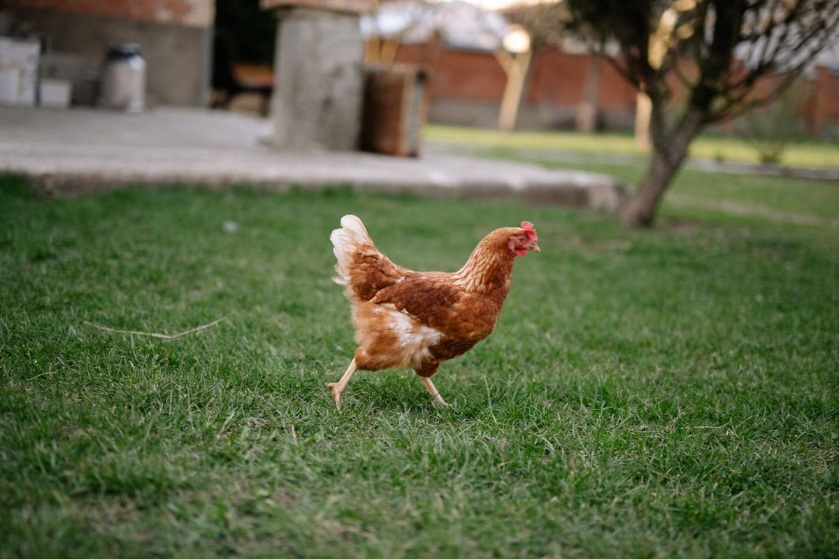 A chicken walking freely on green grass