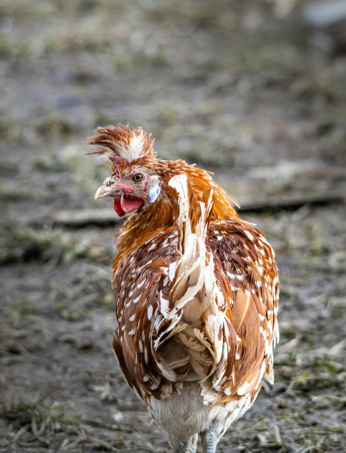 A spotted hen walking on a farm path