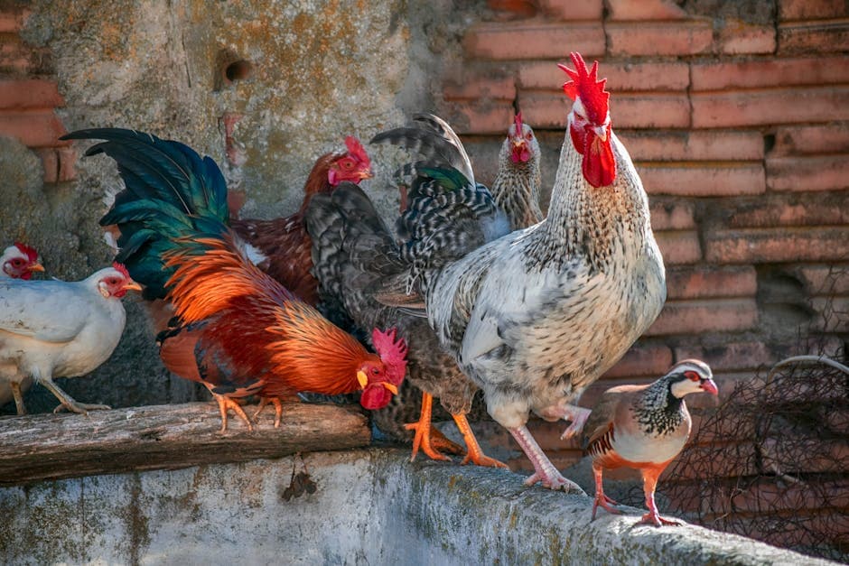 Colorful assortment of chickens in a farm setting showcasing different plumage