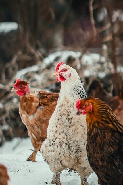 Colorful chickens roaming freely on a snowy winter farm