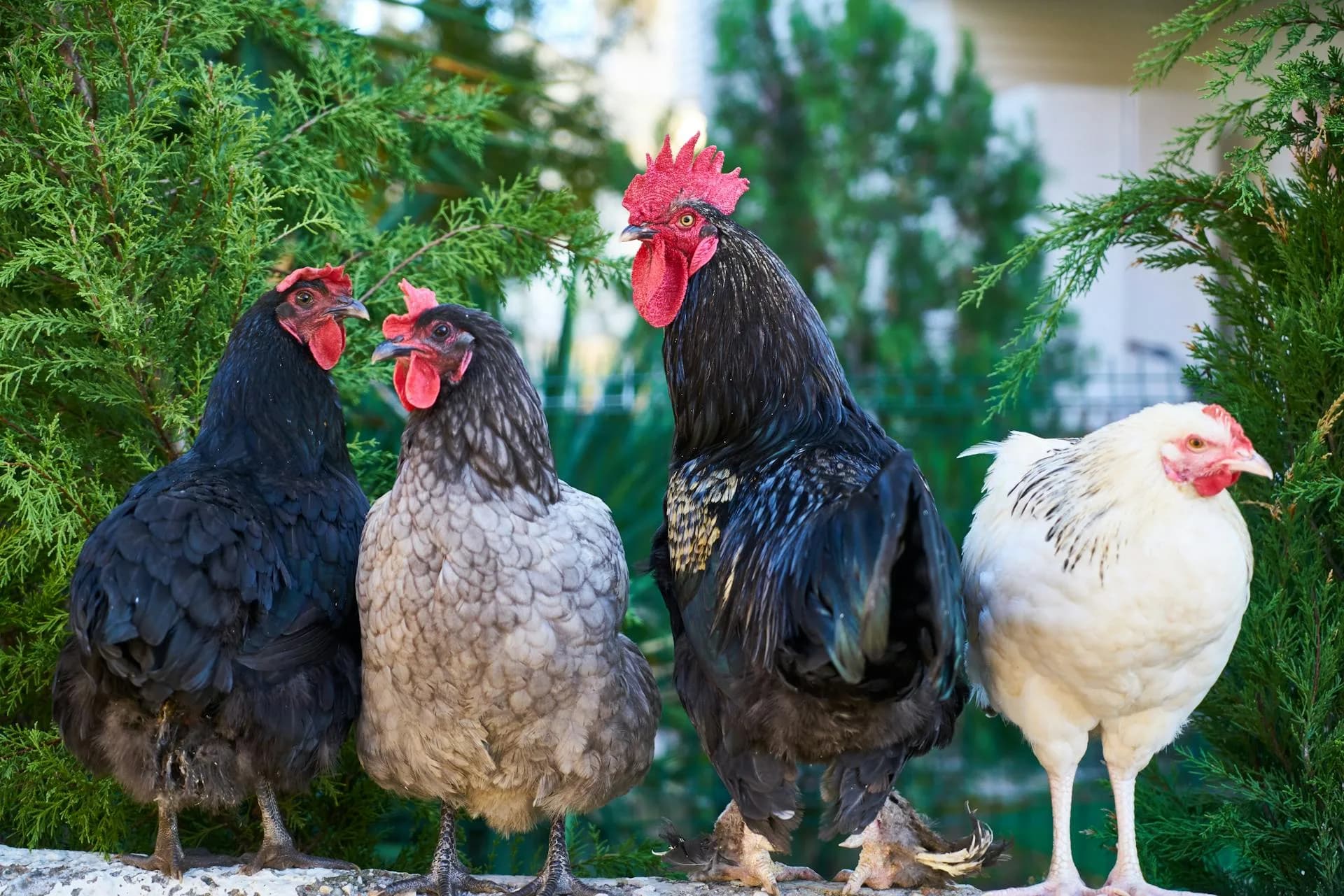 Chickens near a backyard coop