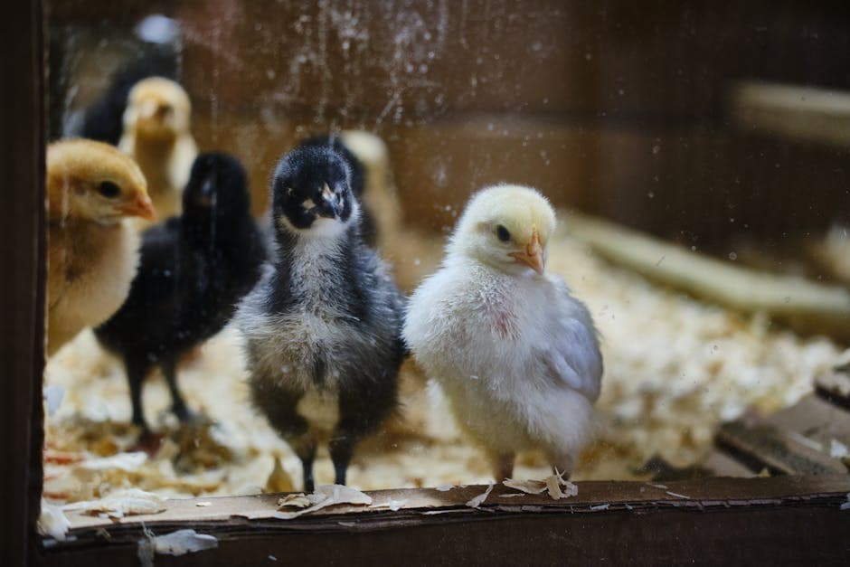 Fluffy baby chicks in a warm brooder setup