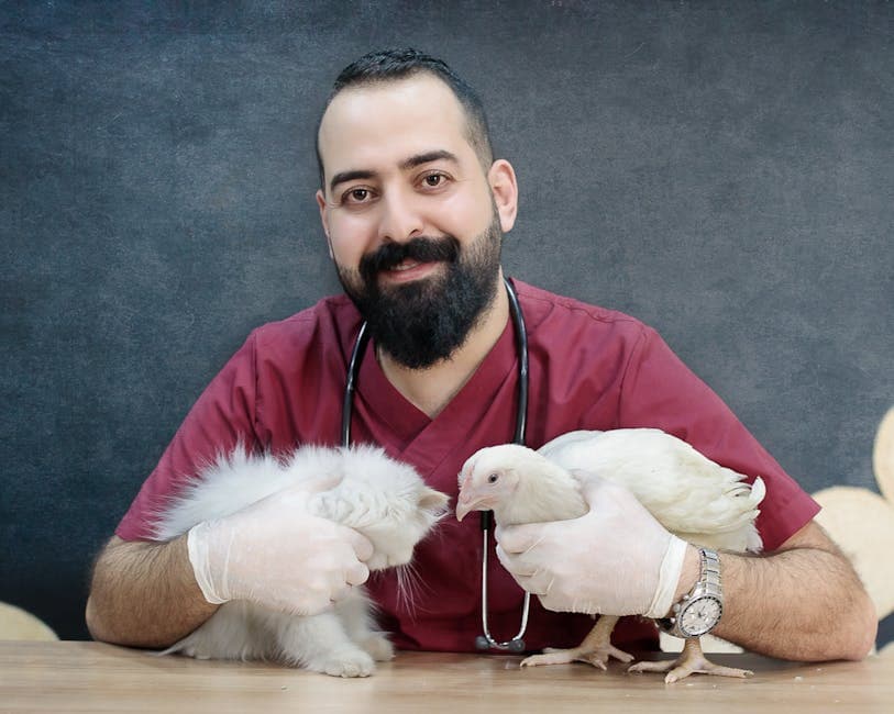 A person examining a chicken for health