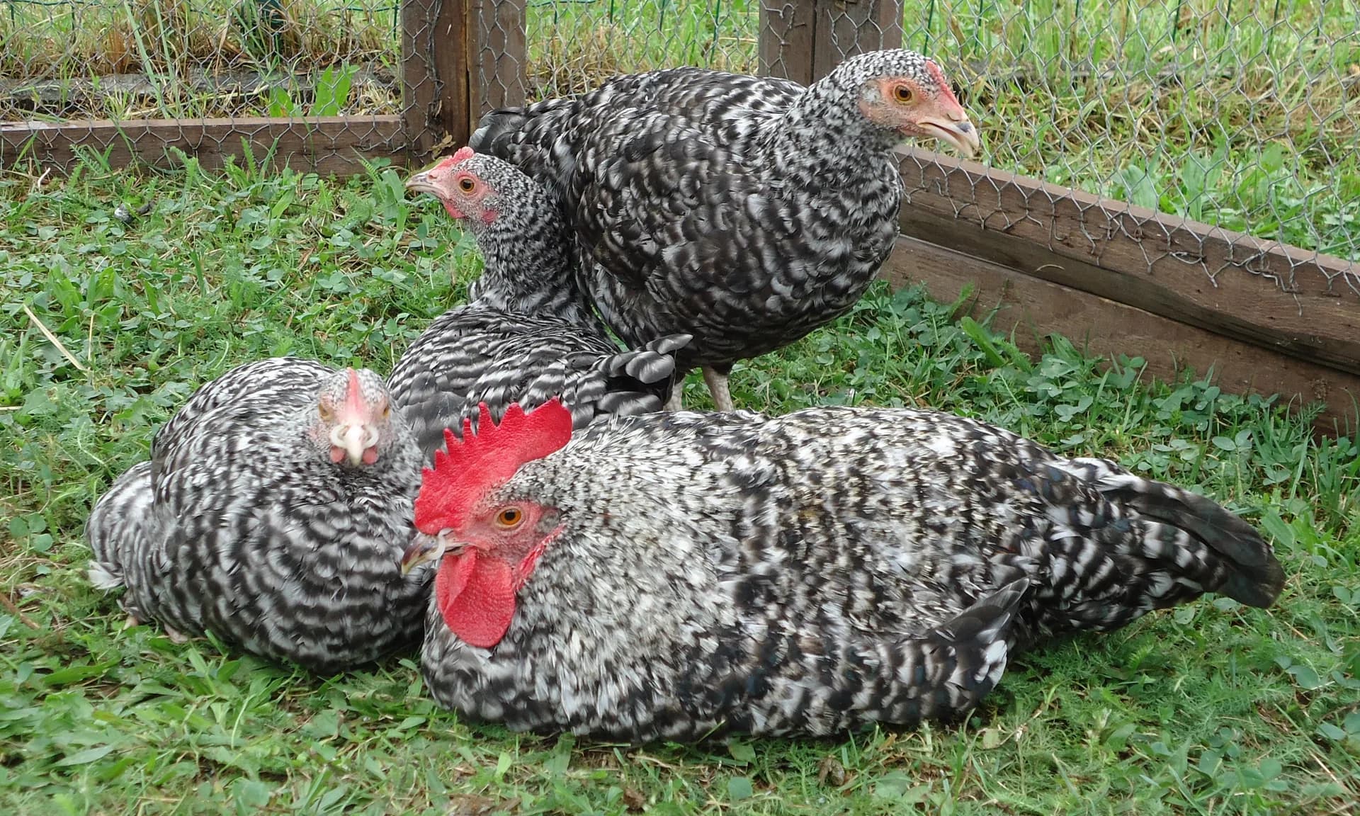 Cuckoo Marans: Complete Breed Guide