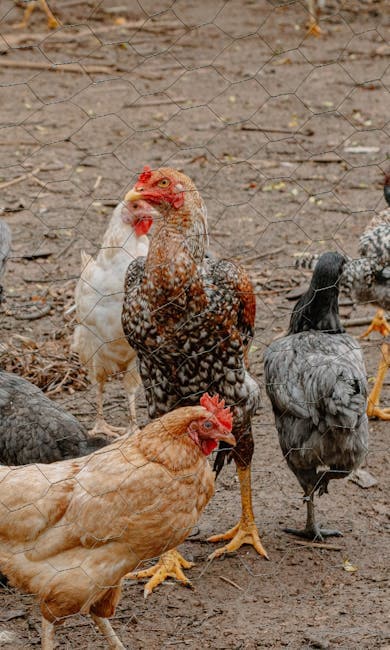 Diverse group of chickens in a fenced farmyard setting