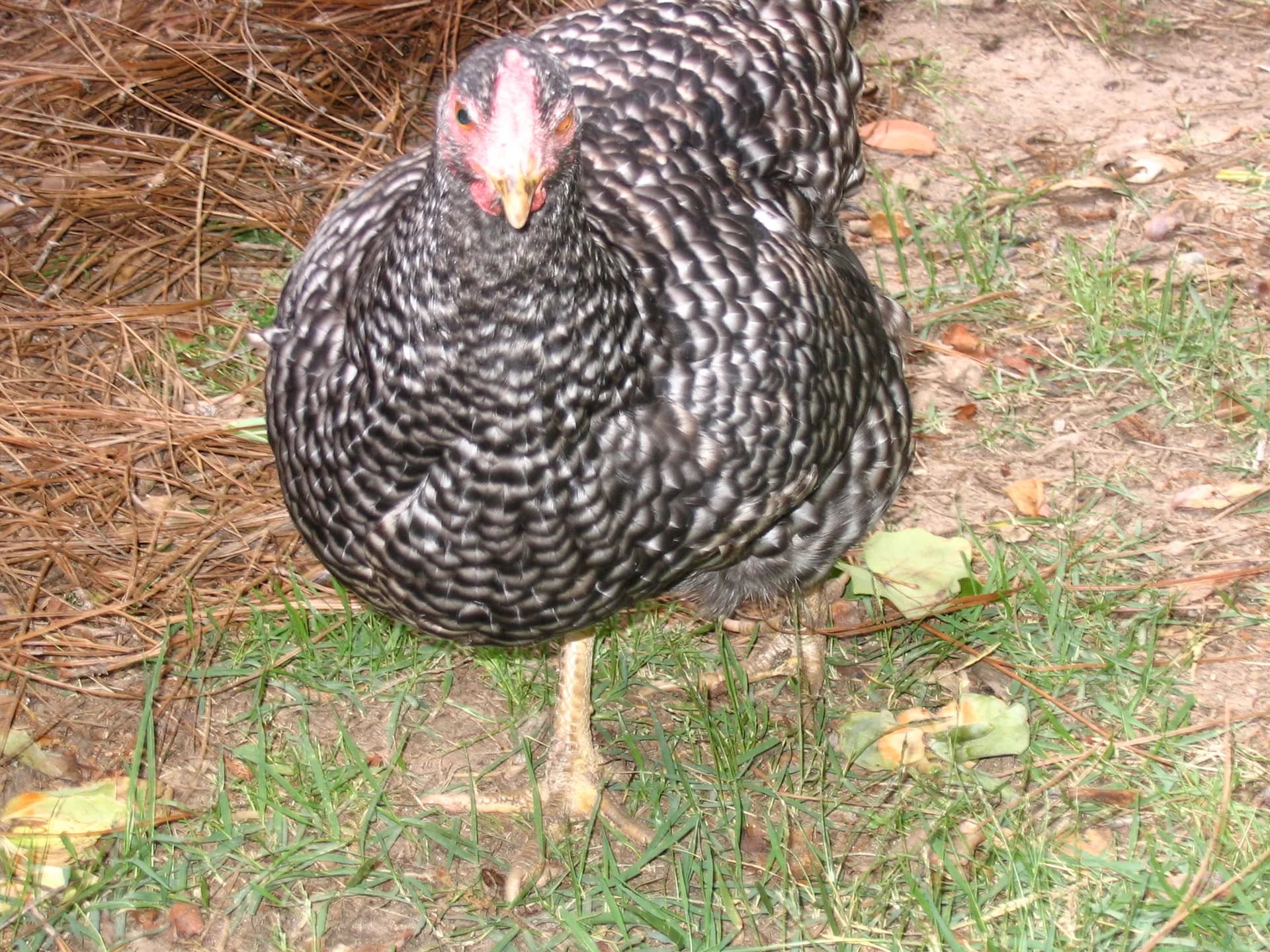 Dominique Chicken Breed Guide: America's Oldest Hen