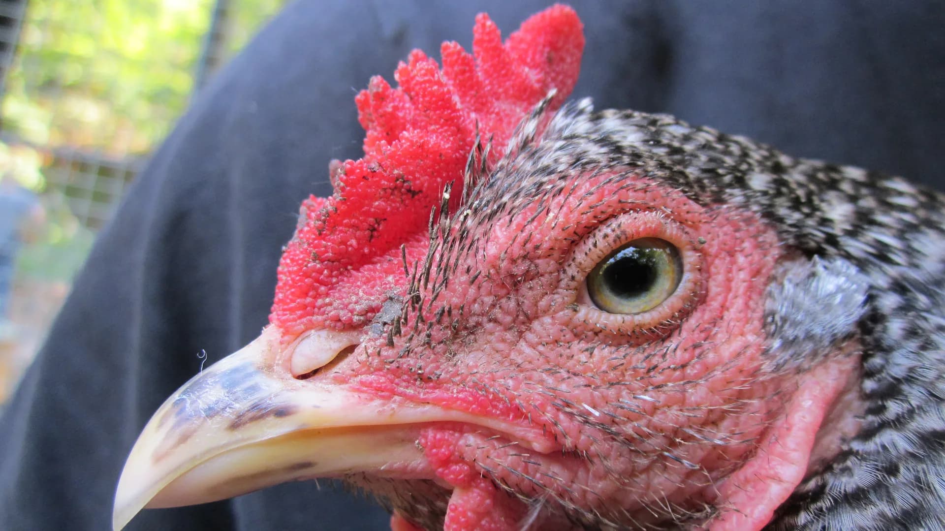 Close-up of a Dominique chicken head showing the flat rose comb