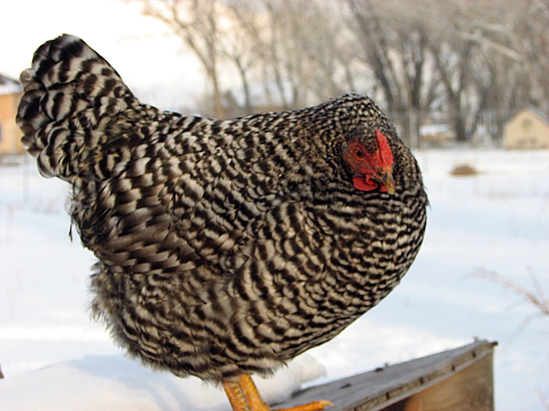 Dominique hen with barred grey plumage
