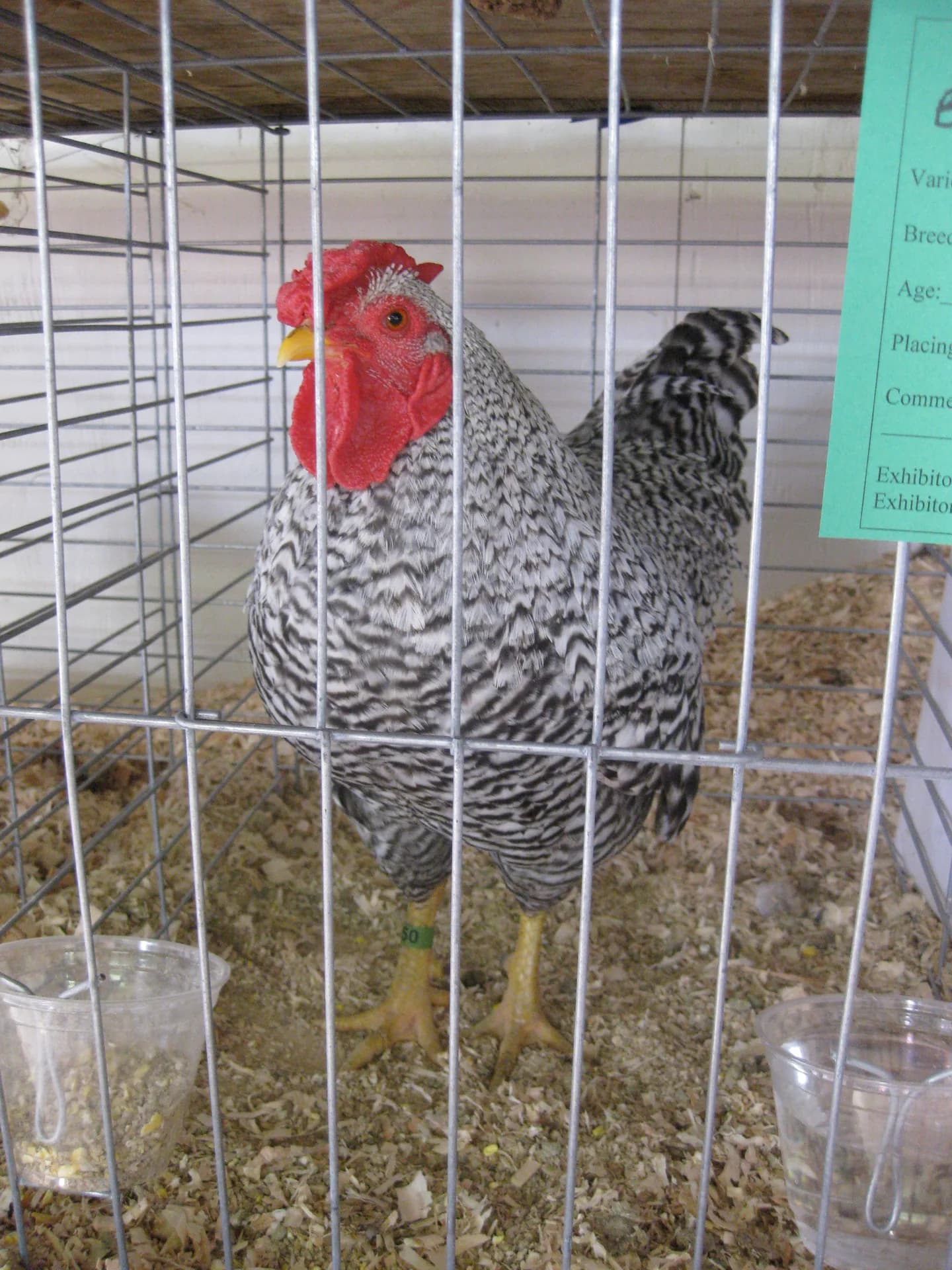 Dominique rooster standing outdoors with full barred plumage
