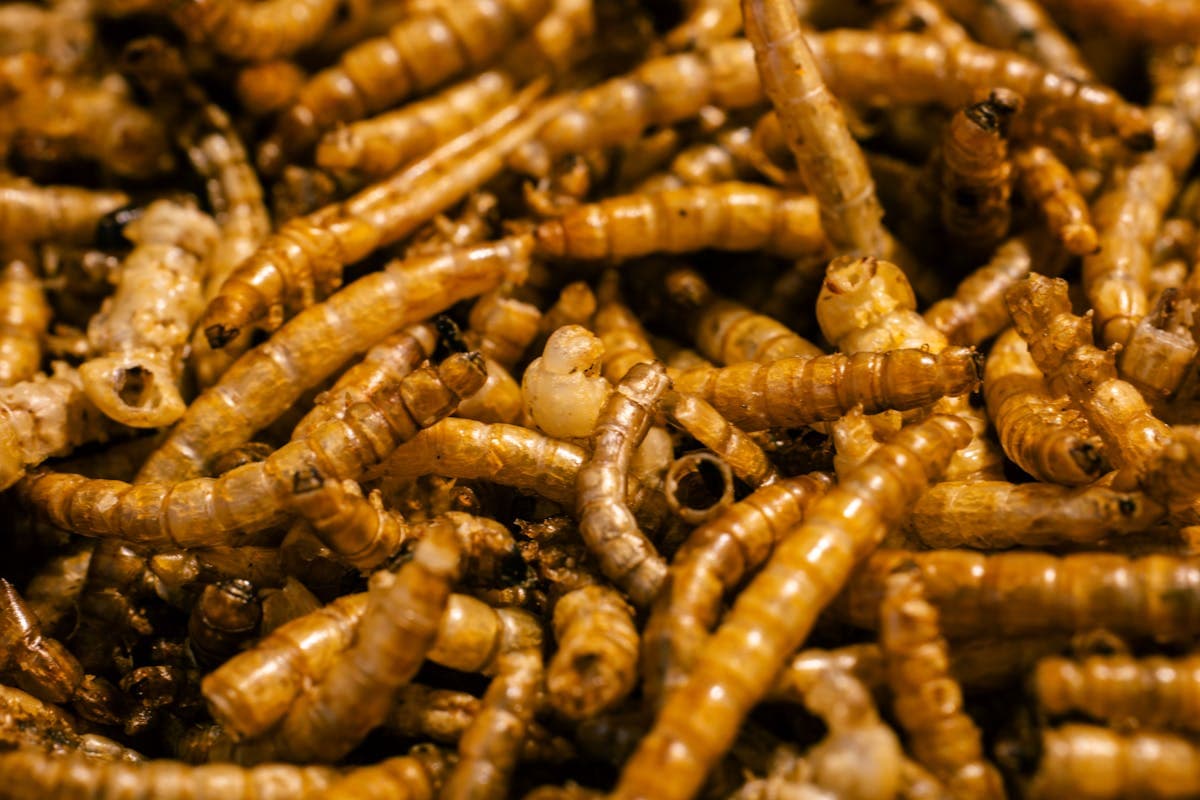 Dried mealworms are one of the best high-protein treats for chickens