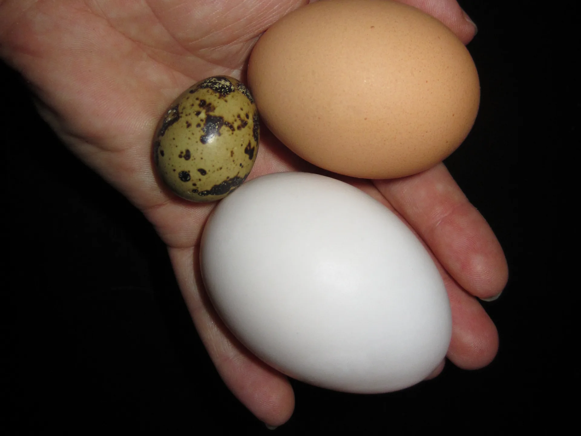Duck Eggs vs Chicken Eggs: Taste, Nutrition, Baking