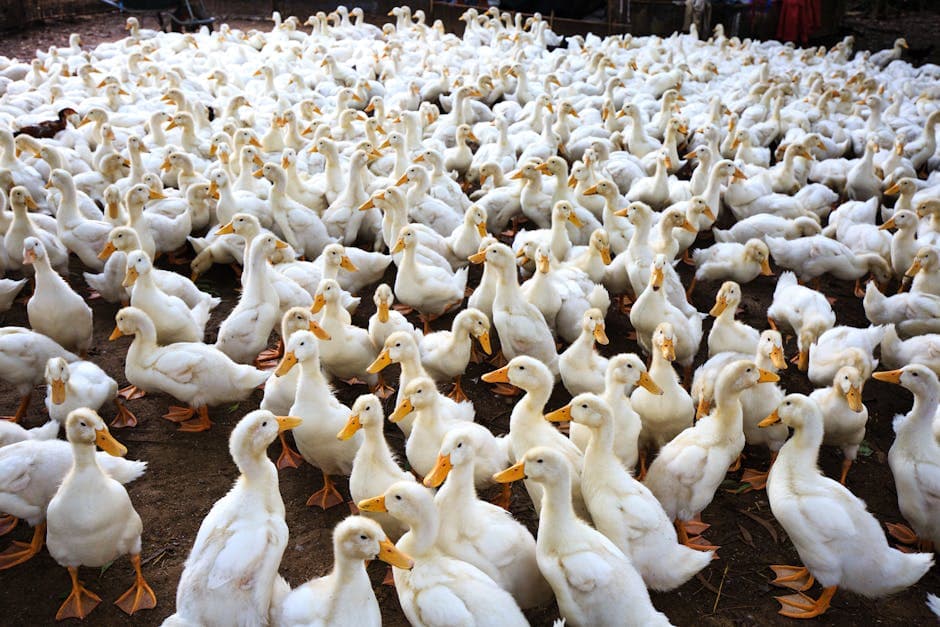 Ducks on a small farm