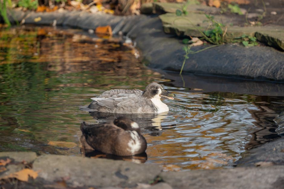 Ducks swimming in a backyard pond