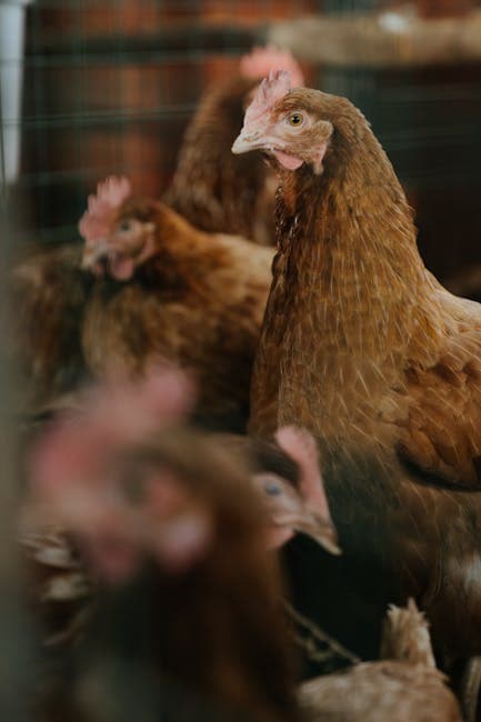 Chickens in a cozy backyard coop with warm lighting