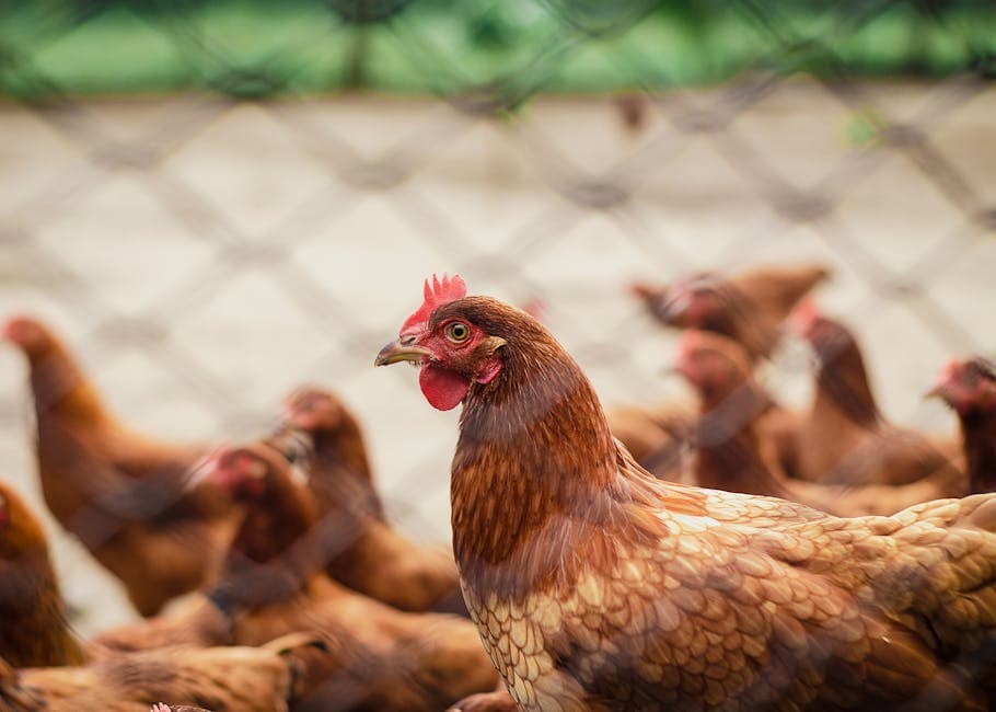 Free-range chickens foraging in a sunny backyard farm setting