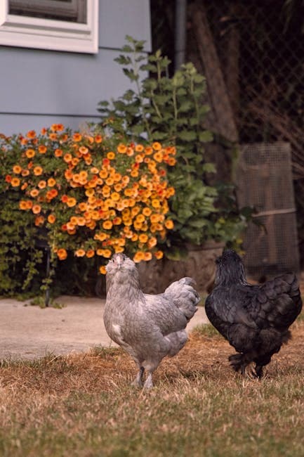 Two chickens grazing in a backyard garden with colorful flowers