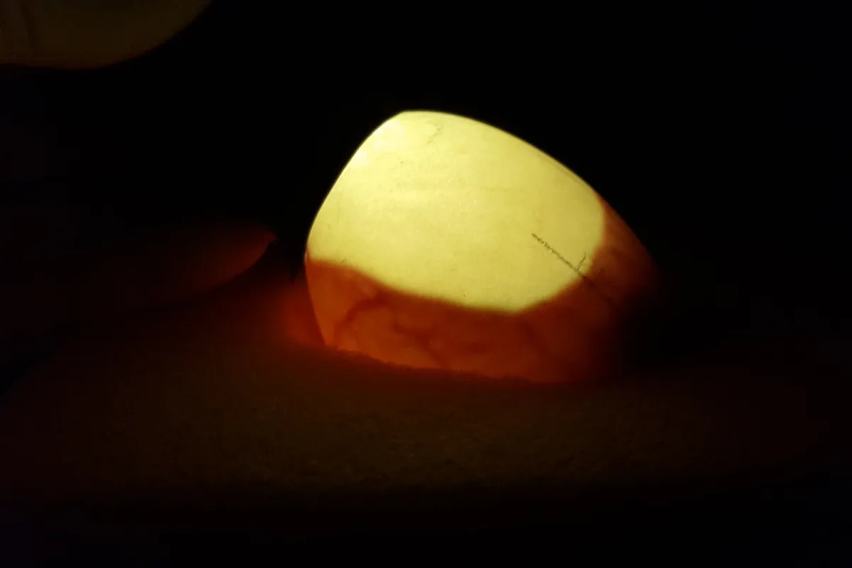 How to Candle Eggs: A Day-by-Day Hatching Guide