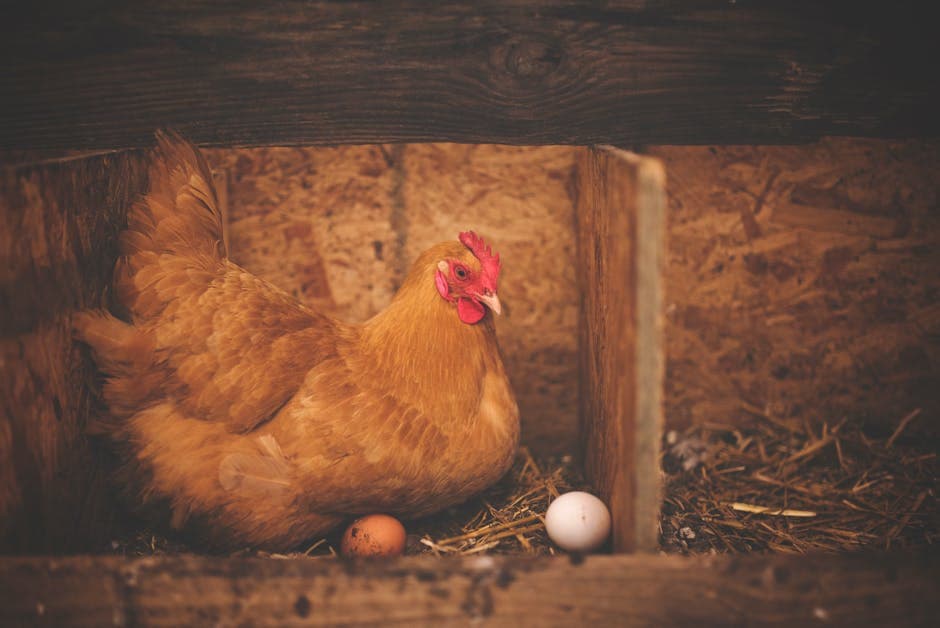 A hen sitting in a nesting box with eggs
