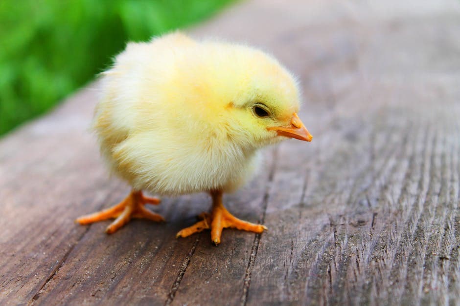 Young pullet chickens in a grassy area