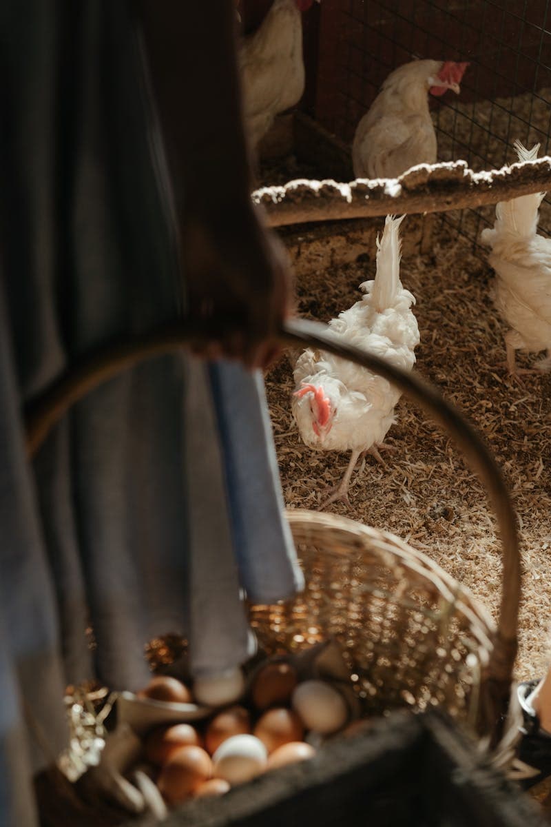 Hand gathering fresh eggs from a basket in a chicken coop