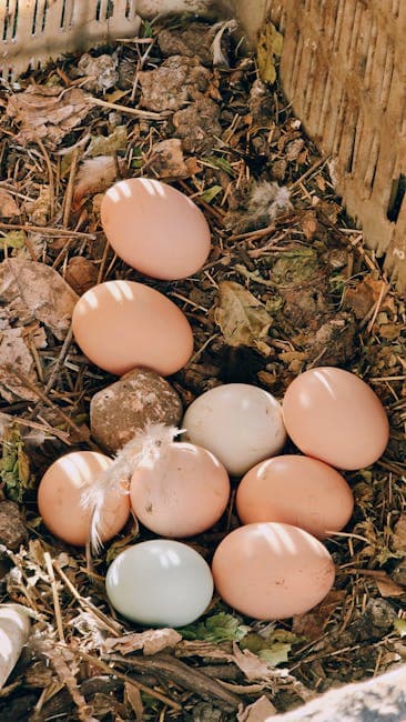 A collection of farm fresh eggs in various sizes nestled on straw