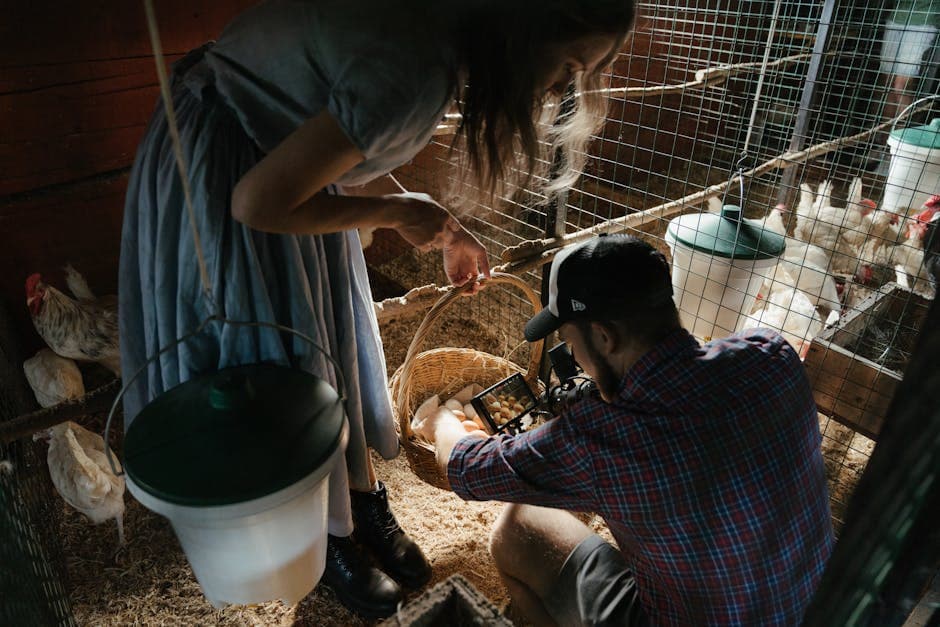 Farmers collecting eggs together in a rustic chicken coop