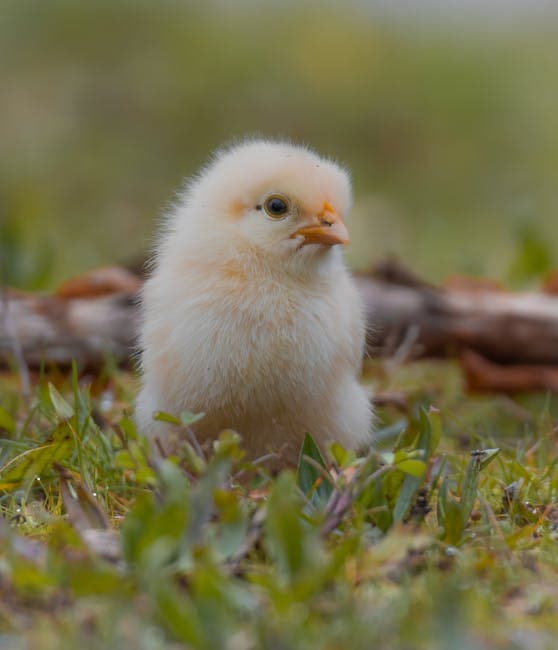 A fluffy day-old yellow baby chick standing on grass