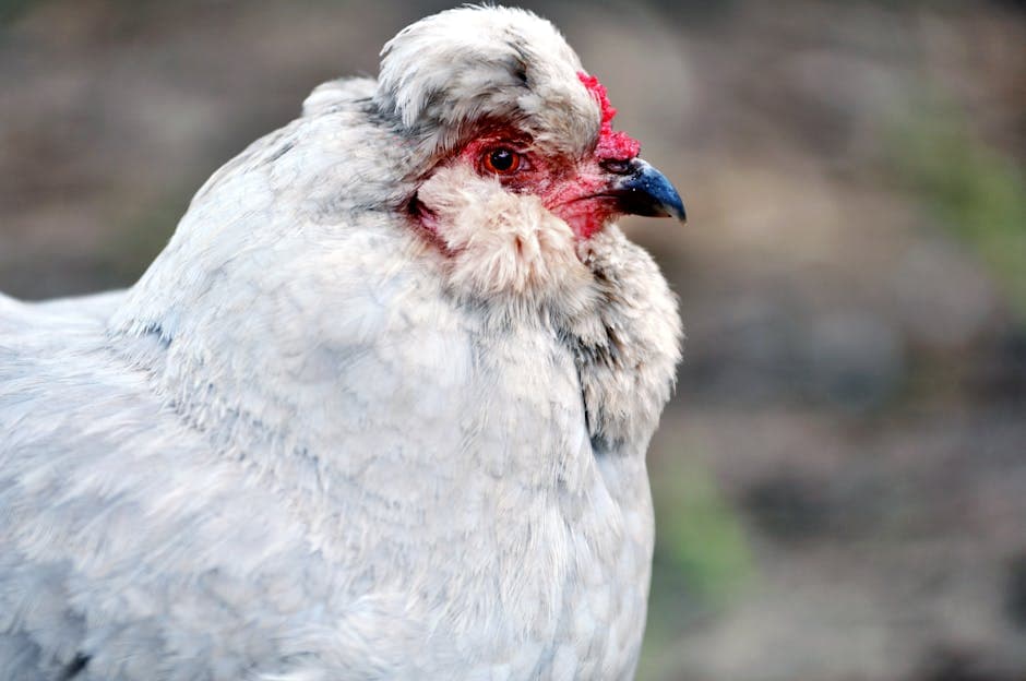 Fluffy grey chicken with vivid features, similar to an Ameraucana's distinctive muffs and beard