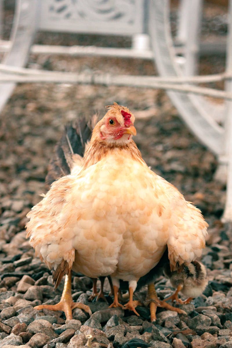 Fluffy hen sheltering her chicks in a rustic farmyard