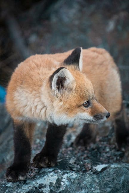 Young fox in the wild, foxes are persistent diggers that target backyard chicken flocks