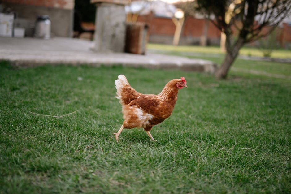 Chickens foraging in a green, grassy farmyard