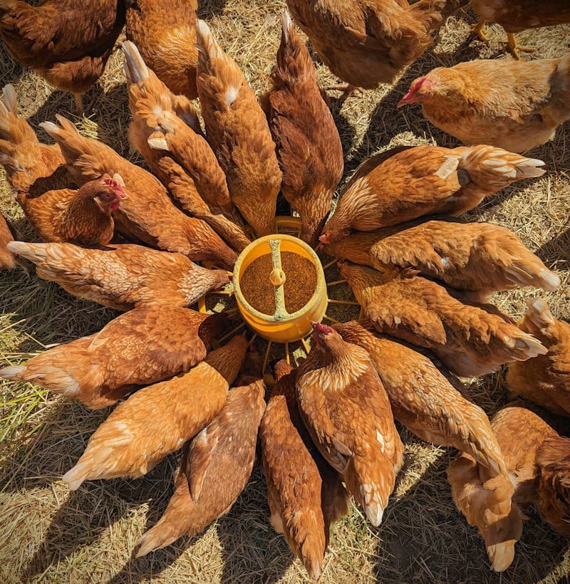 Free range chickens feeding on pasture in a sunny backyard