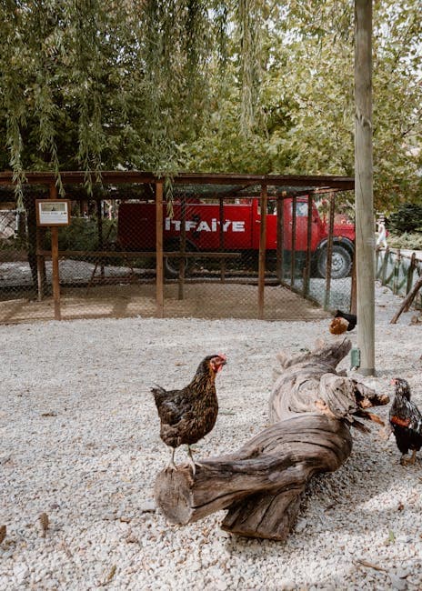 Free-range chickens exploring a rustic farm environment with natural surroundings