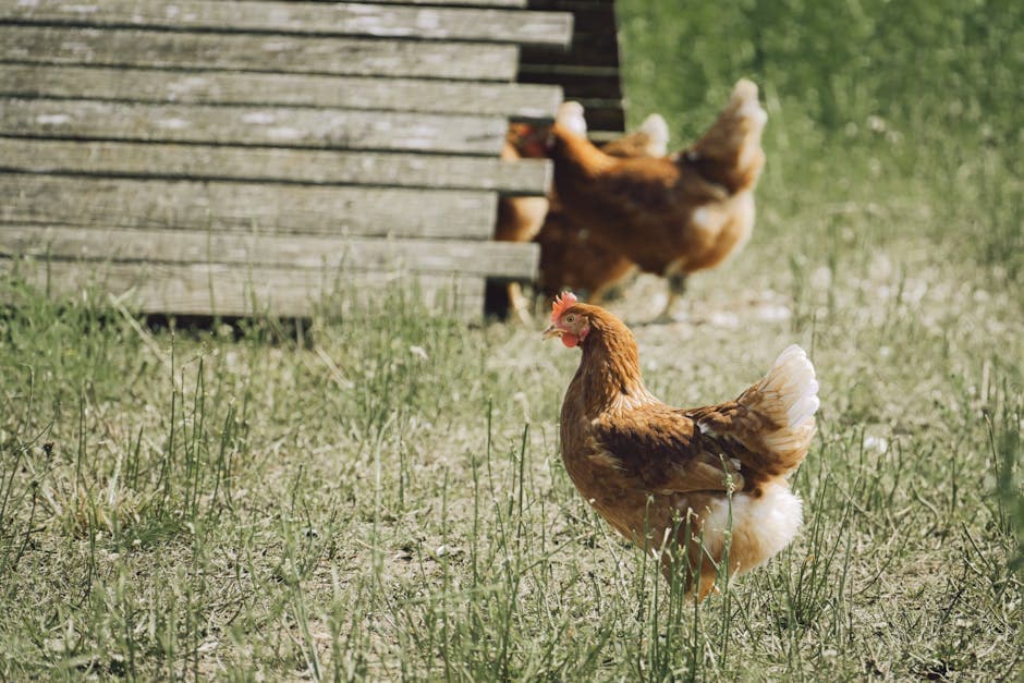 Free-range chickens enjoying a summer meadow on a sunny day