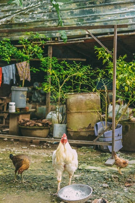 A flock of free-range chickens and a rooster in a countryside yard with plants