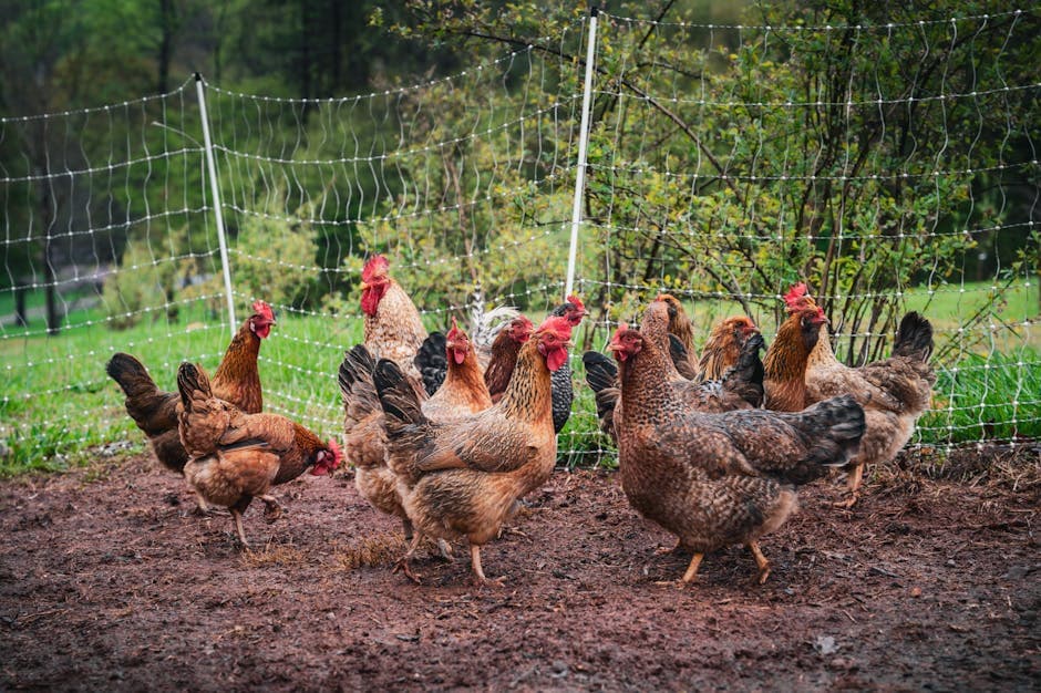 Free-range hens on a rural farm surrounded by a wire fence