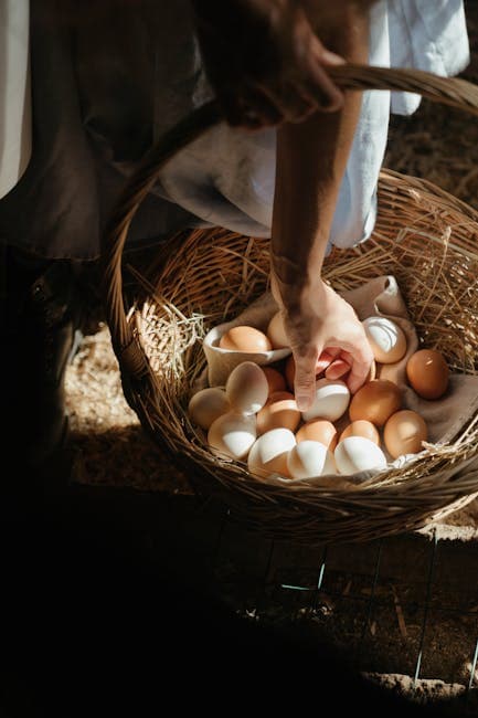Fresh farm eggs collected in a wicker basket from a backyard flock