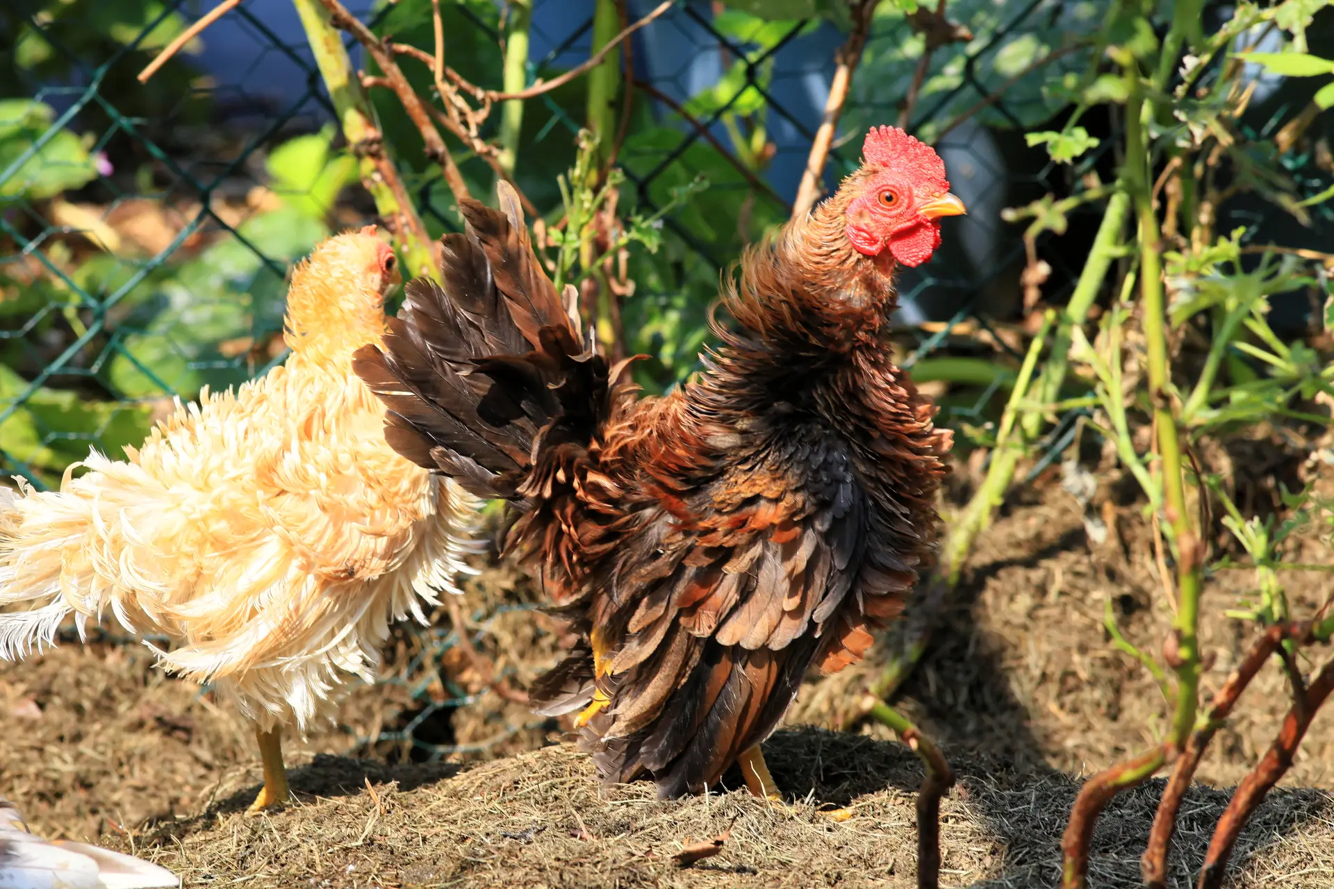 Frizzle Chicken Guide: Curls, Care & Eggs