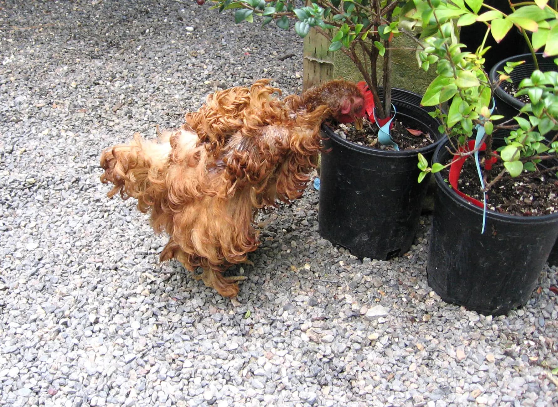 A close-up of a frizzle hen's curled feathers