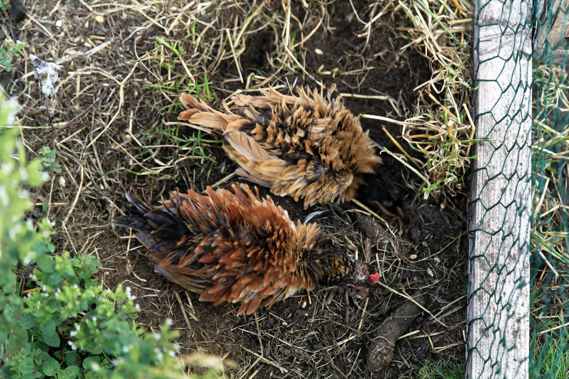 A frizzle chicken with tightly curled plumage standing outdoors