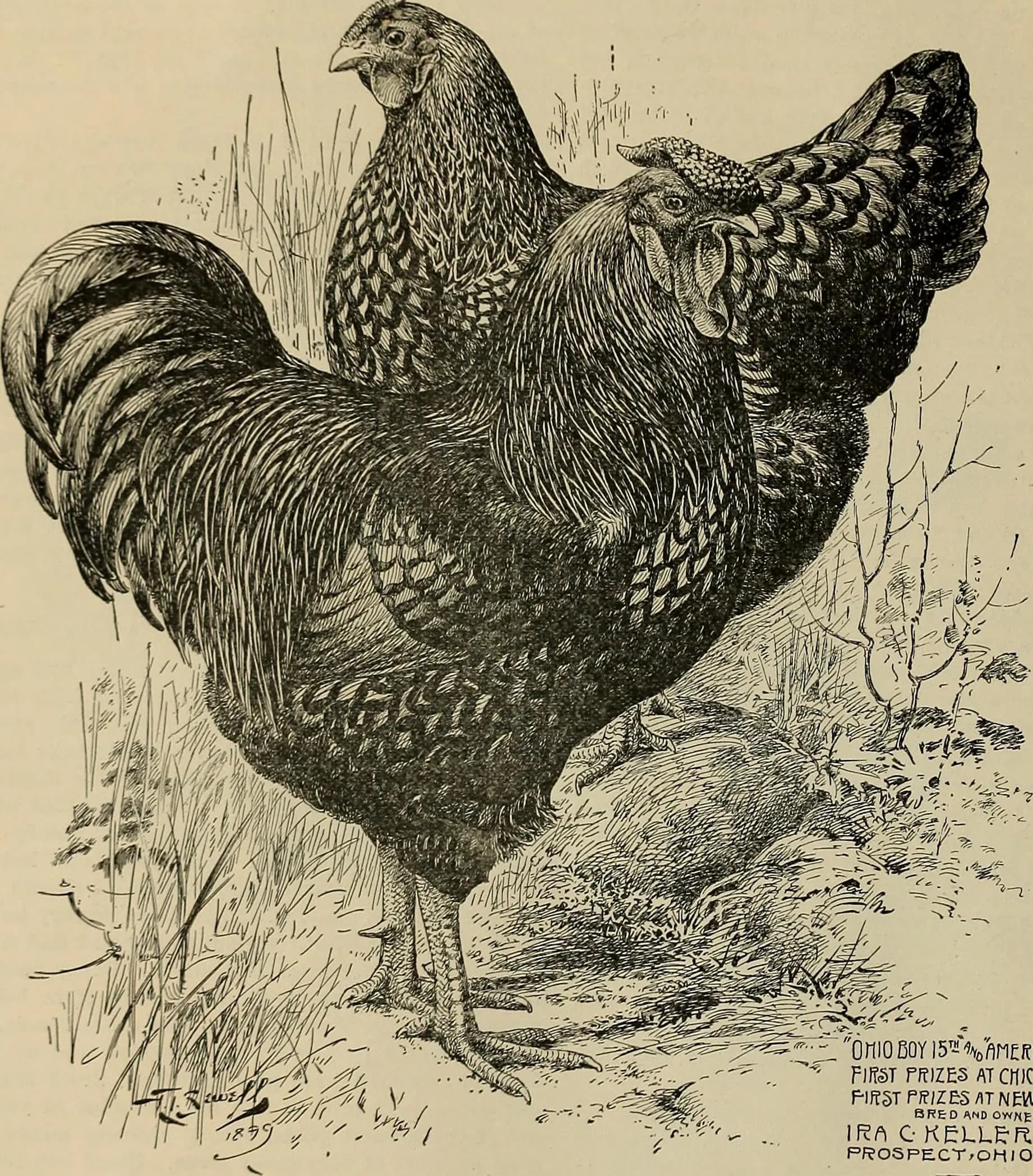 An 1899 engraving of a Golden Laced Wyandotte cock and hen showing the classic round body and laced feathers