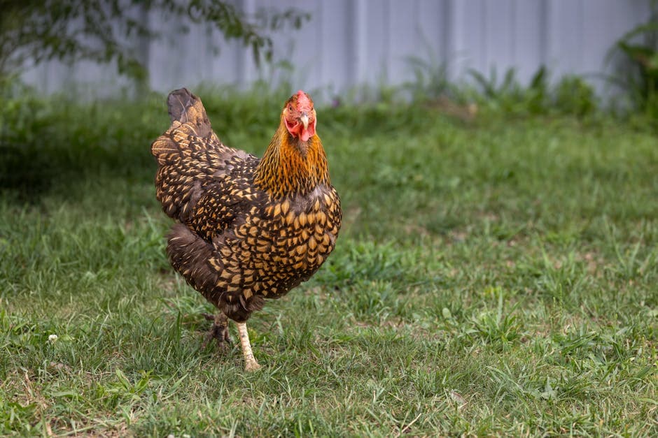 A Golden Laced Wyandotte hen standing on grass showing her distinct golden and black feather pattern